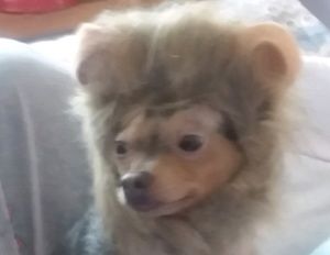 Meet your Posher, Virginia